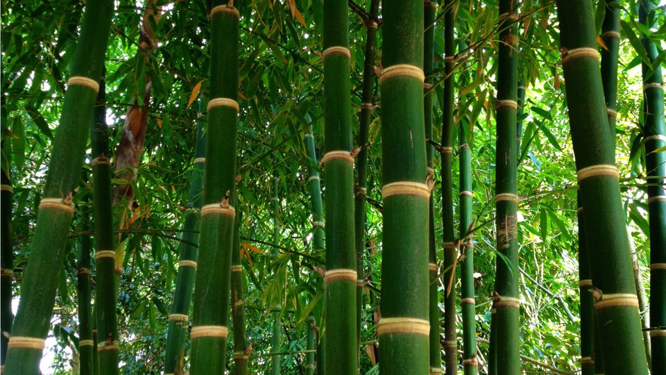 bambu product outsourcing